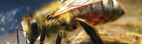 Co warto wiedzieć o miodzie?