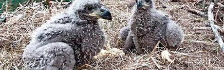 "Gwiazdy Internetu" - nowa pasja Polaków