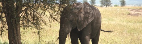 Jak Chiny podbijają Afrykę