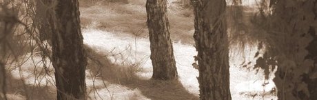 Nykiel we "wSieci": Pogorzelisko