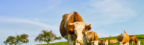 Rytualne naciąganie prawa