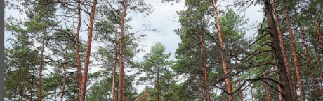 „Sieci”: Las, którego nie ma