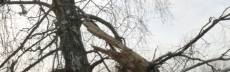 Skwieciński: Ciszej nad tą brzozą