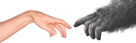 Teoria ewolucji a katolicyzm