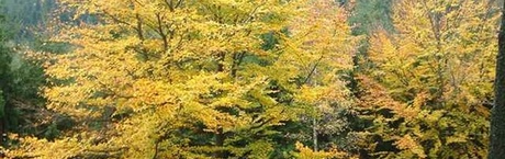 Tuska skok na kasę Lasów Państwowych