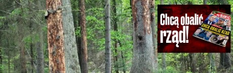 Uratować Puszczę Białowieską