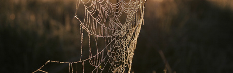 W pajęczynie układów 