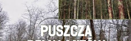 "wSieci": Puszcza pełna mitów