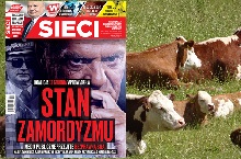 „Sieci”: Krowy w maskach